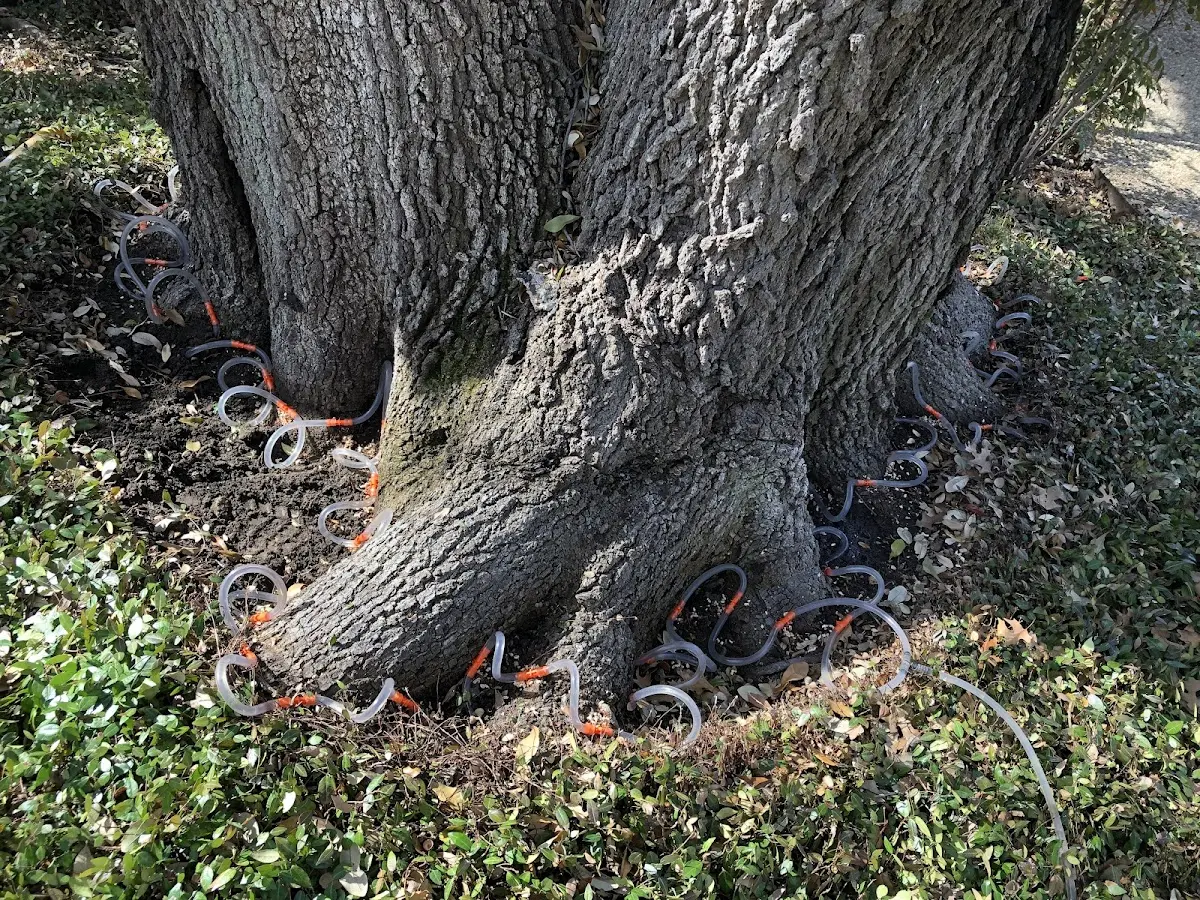 Detailed Tree Cabling and Bracing job site in George