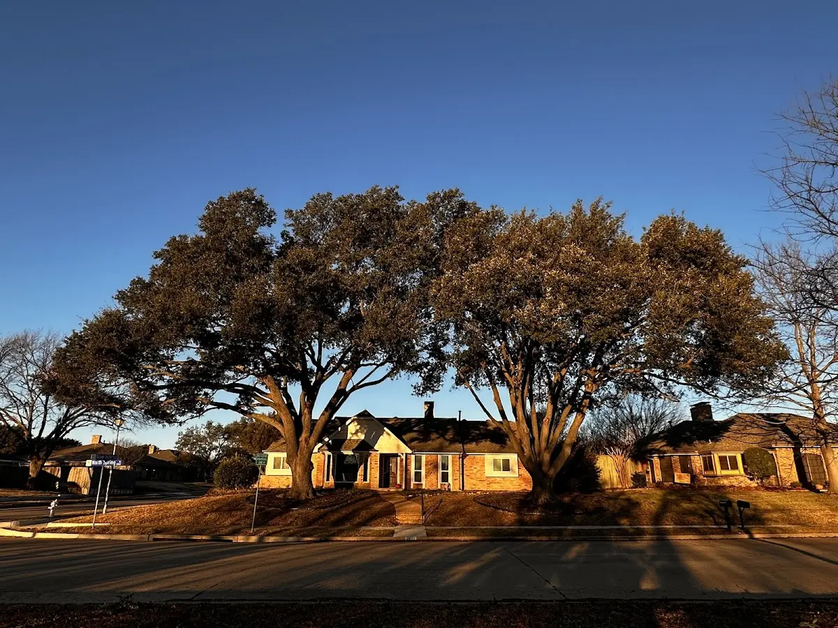 Established residential canopy tree shading a home in George